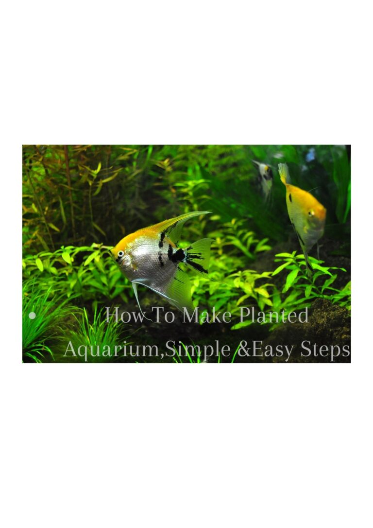 HOW TO SET UP PLANTED AQUARIUM, 7 EASY STEPS..